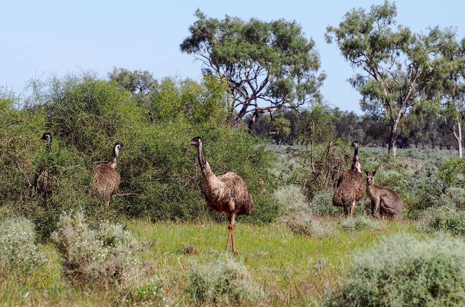 Emus and kangaroo, White Cliffs, NSW.