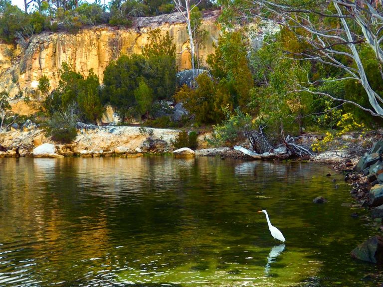 Egret at Abels Bay