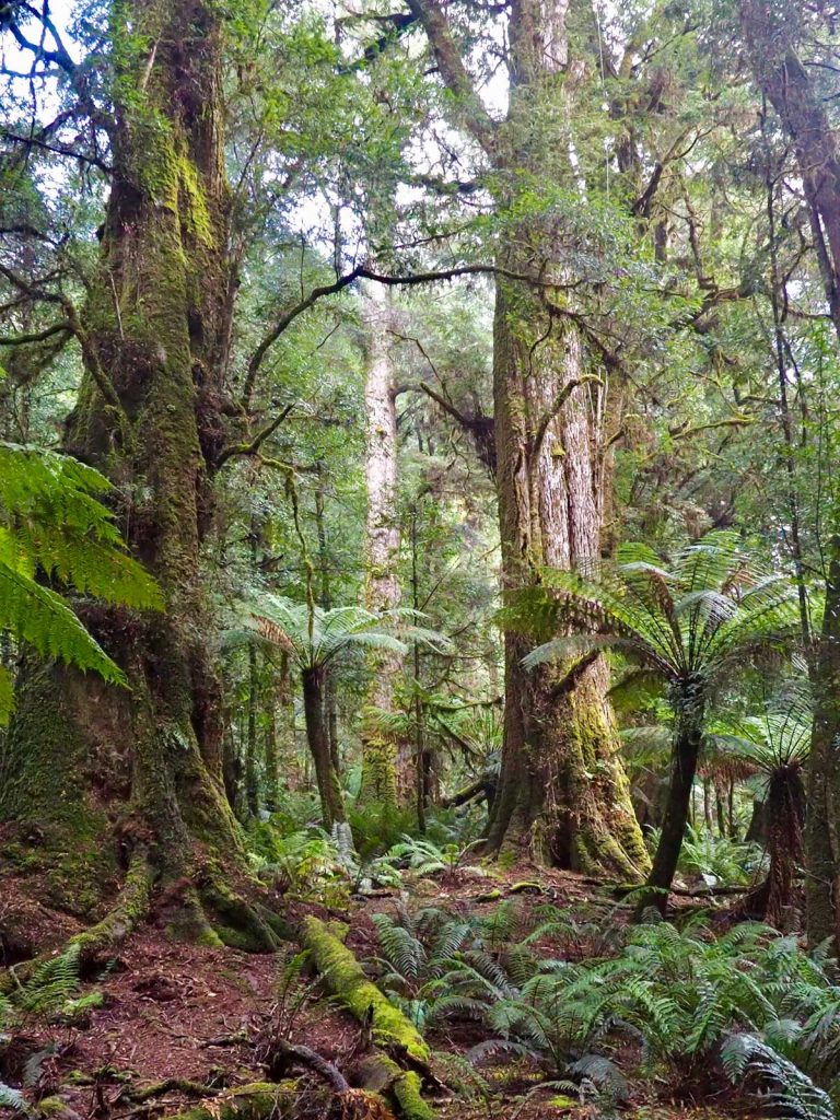 Tarkine rainforest - tall and ancient. Tasmania