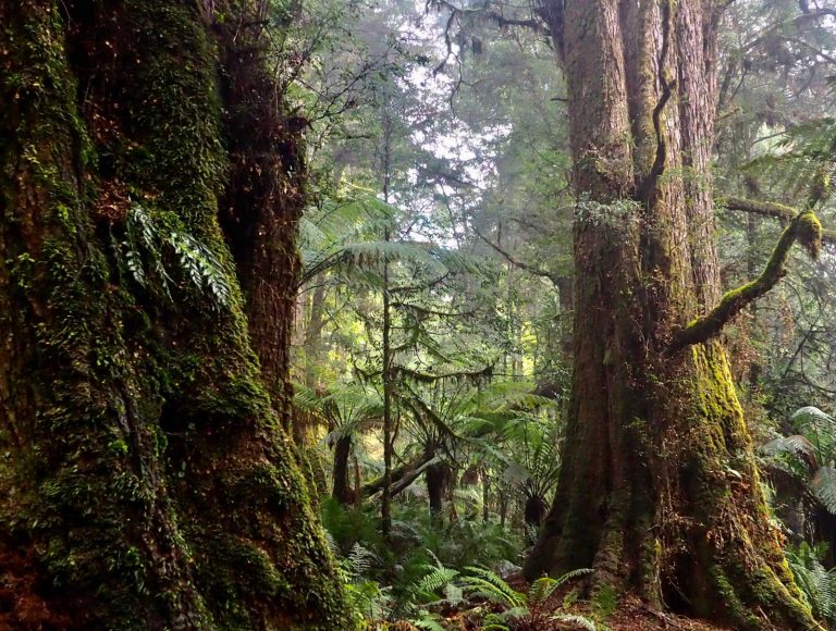 Tarkine rainforest - cool and mossy. Tasmania