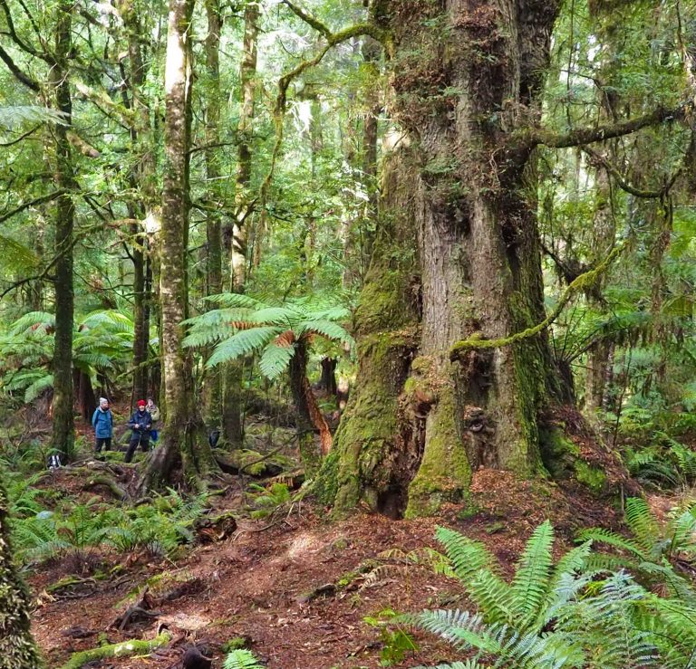 Tarkine rainforest - leave only footprints, take only photographs. Tasmania