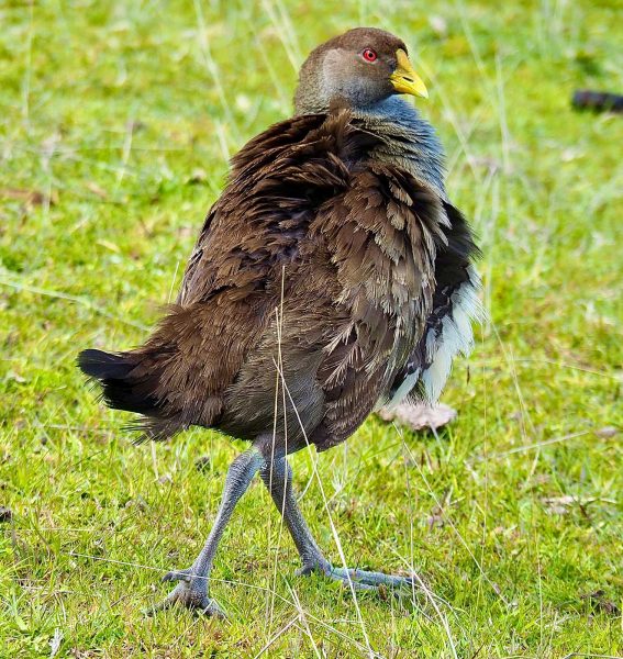 Tasmanian Native Hen (Tribonyx mortierii) or "turbo chook" at Randalls Bay. Tasmania