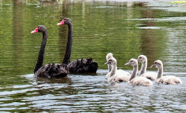 Black Swans with cygnets. Tasmania