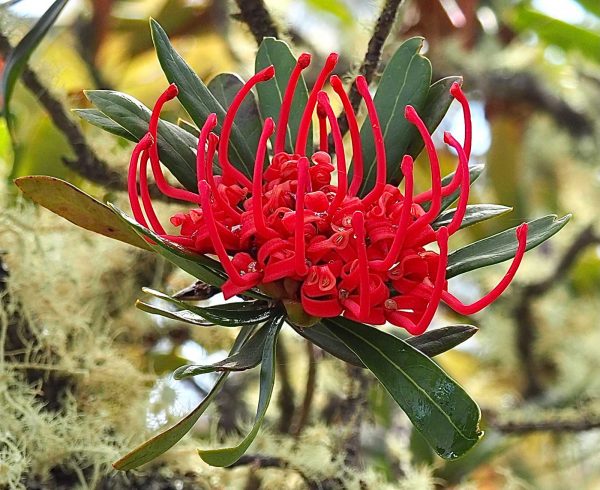 Waratah in flower, Central Plateau. Tasmania