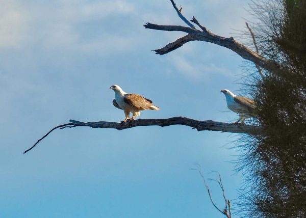 Sea Eagles near Triabunna. Tasmania