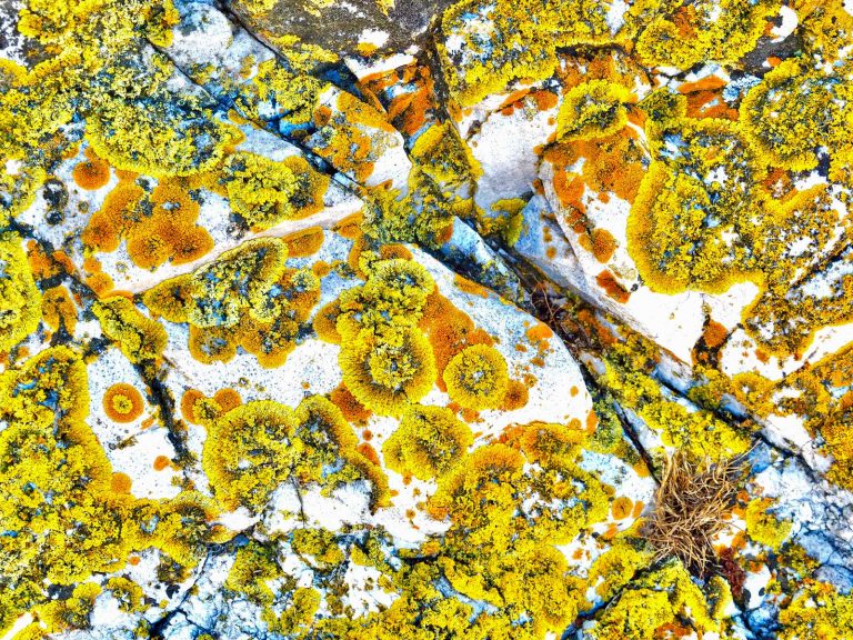 Tarkine lichens. Tasmania