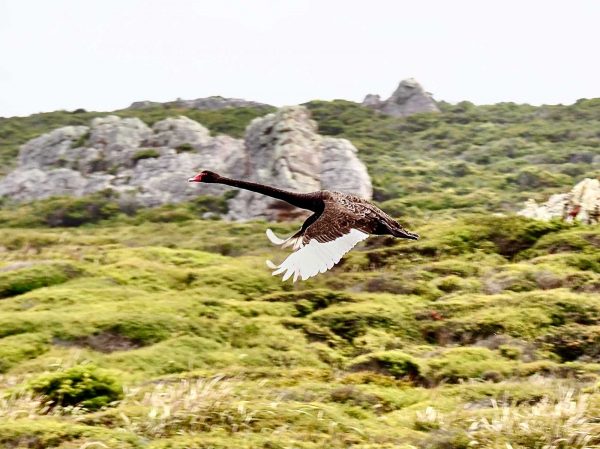 Black swan flying by the Tarkine. Tasmania