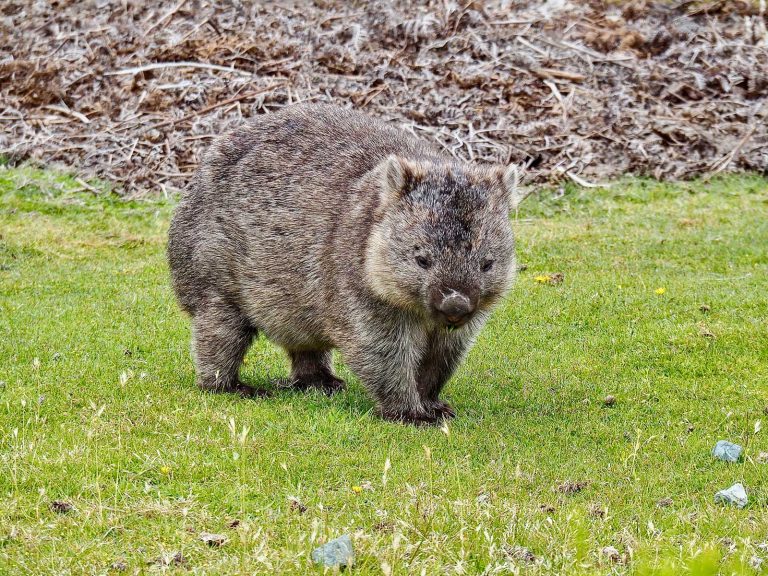 Wombat on the Tarkine coast. Tasmania